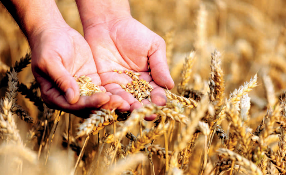 Souveraineté alimentaire : mythe ou objectif atteignable ?